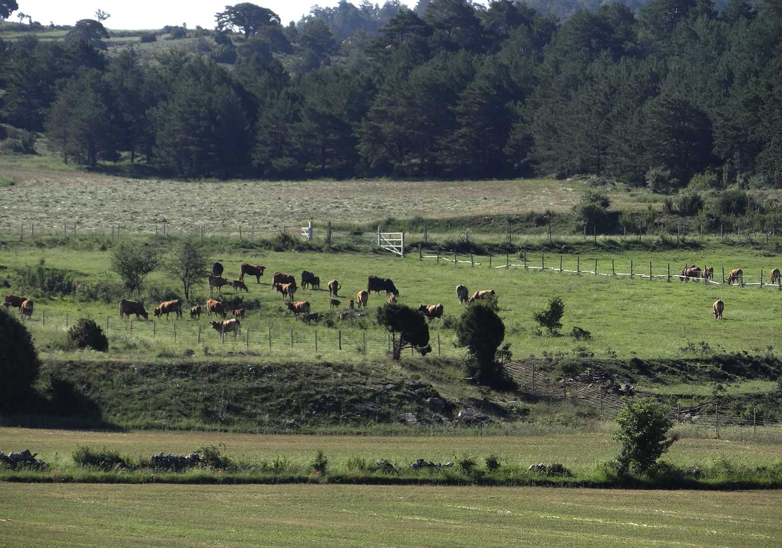 Galeria Vacas34